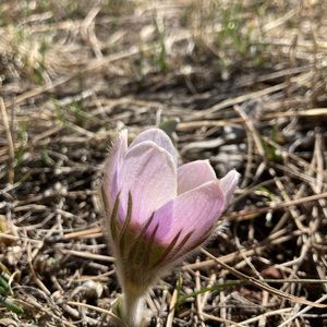 Meet your Posher, Egle